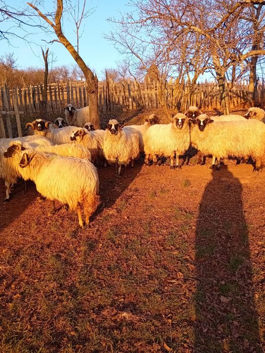 Vînd oi și berbeci