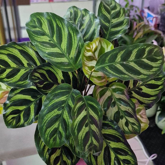 Комнатные цветы в наличии