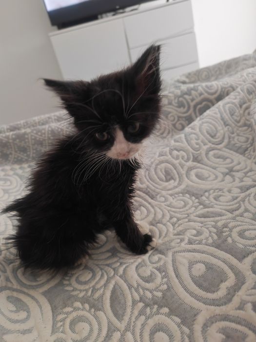 Pisicuța spre adopție