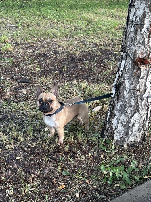 Кобель французского бульдога