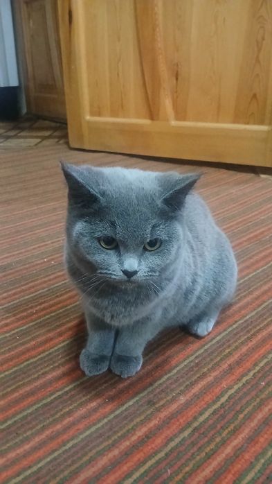 Mushuk sotiladi yuvosh