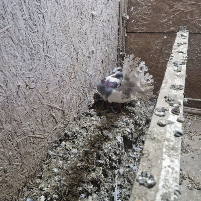 Павлины голуби домашние