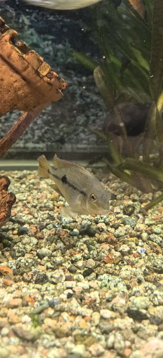 Цихлазомы ( Бражник 3). Никарагуа 3