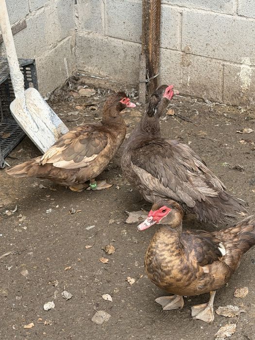 Индоутки шоколадные