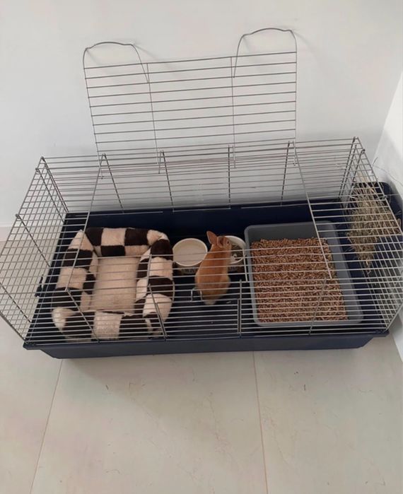 vand iepure pitic, cusca, accesorii