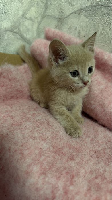 Отдам котика только в добрые руки