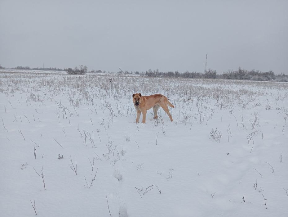 Продам    алабая