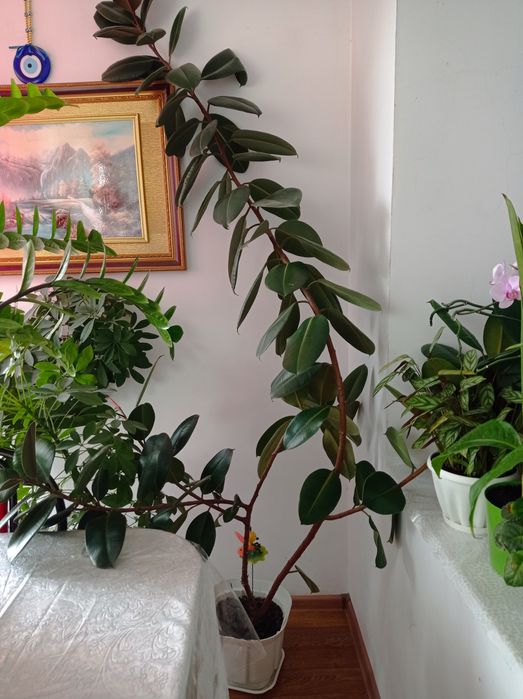 СРОЧНО ПРОДАМ дерево фикус 20000