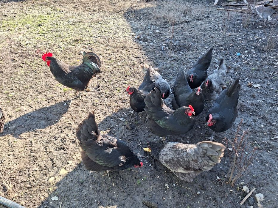 Oua pt incubat gaini australorp