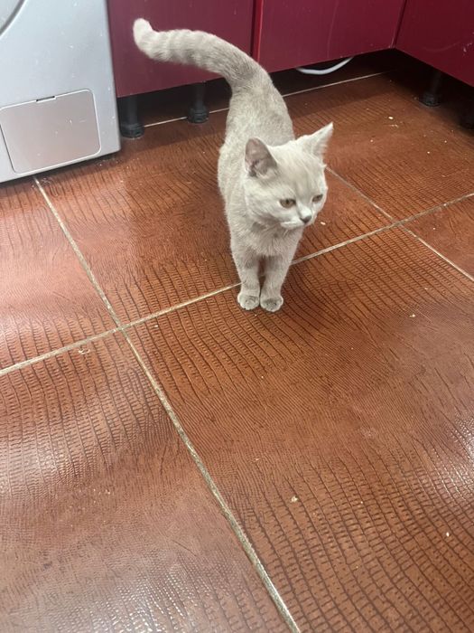 британская кошка