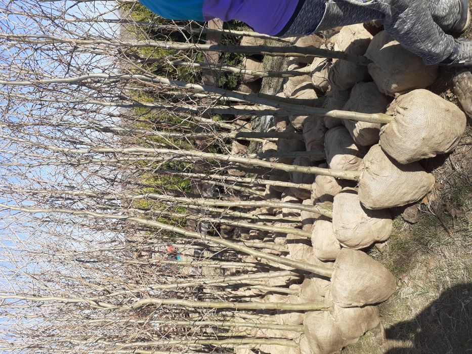 Mesteacăn Thuia Platan tei plante