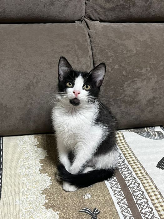 Отдам котенка в добрые руки