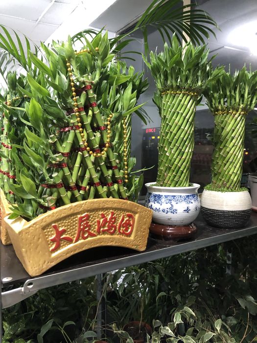 Китайский Бамбук