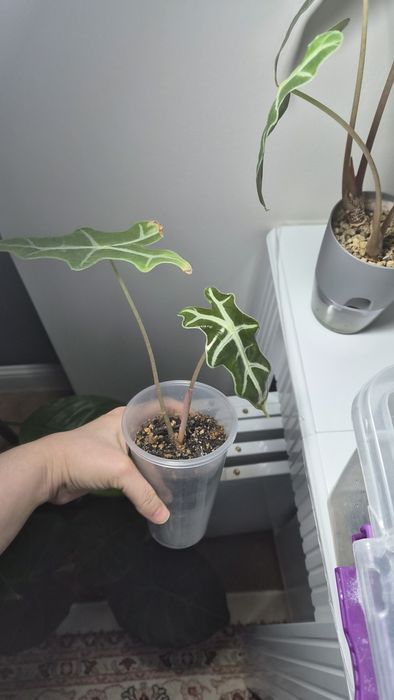 Алоказия нобилис