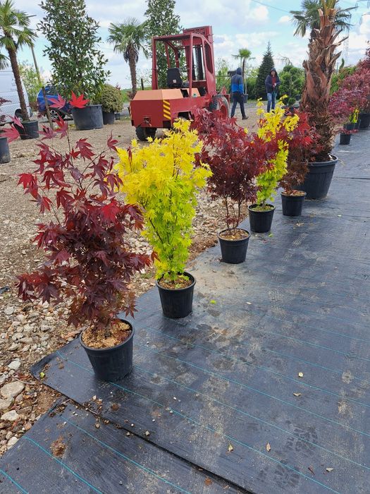 Chiparos Leylandy Smarald Columnaris etc