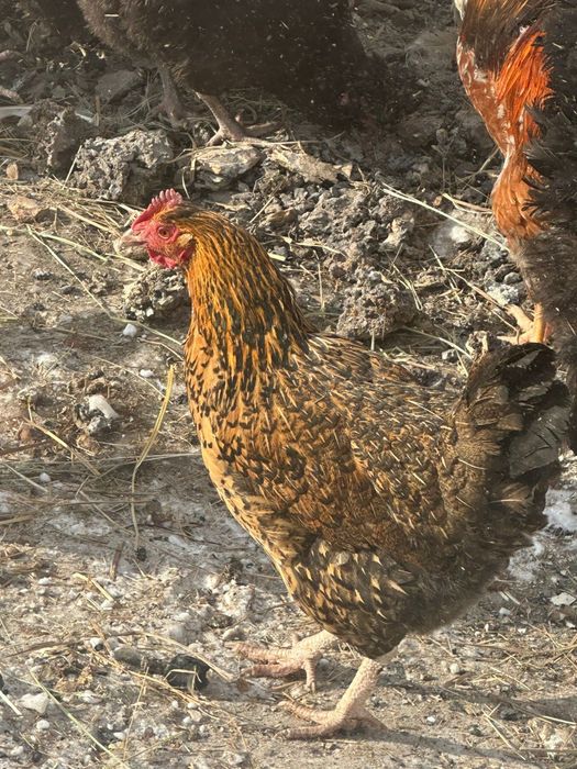 Продам курей домашних