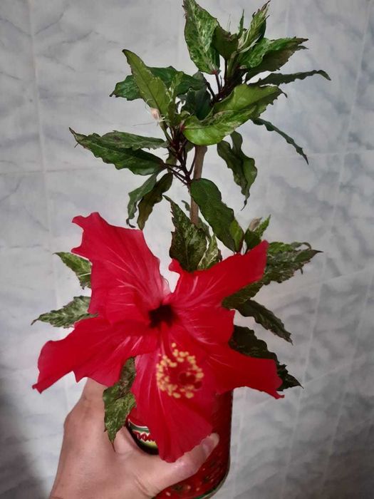 Сортовой гибискус Купера