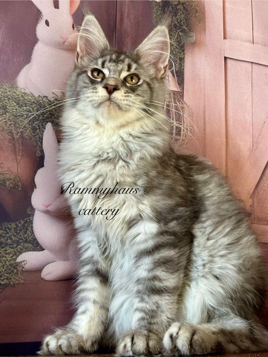 Felisa autorizata WCF, vinde pisoi cu pedigree, rasa Maine coon