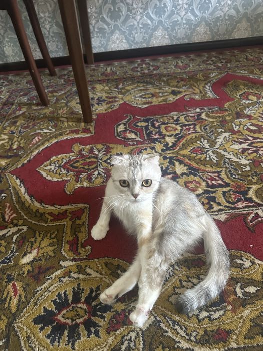 котята породистый