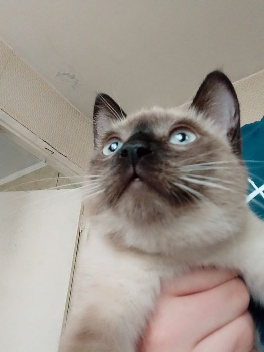 Отдам котёнка в добрые руки