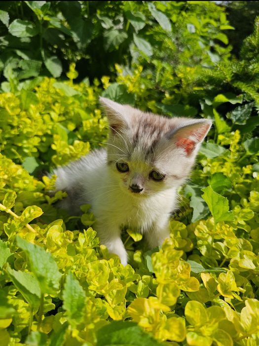 Отдам котёнка в хорошие руки