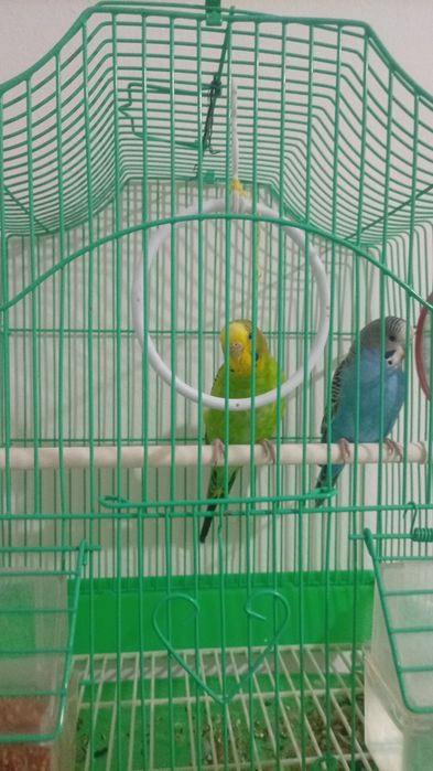 Попугай сатылады