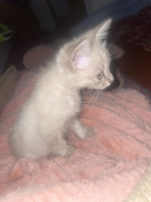 Котенок мальчик 3-4 месяц