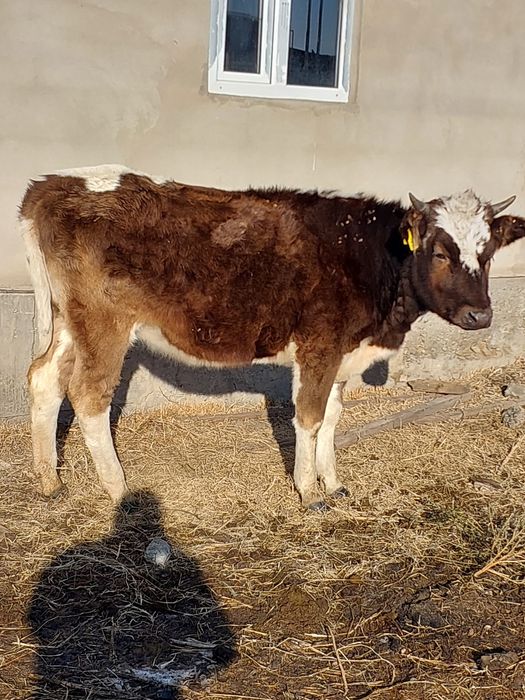 Продам стельную телку