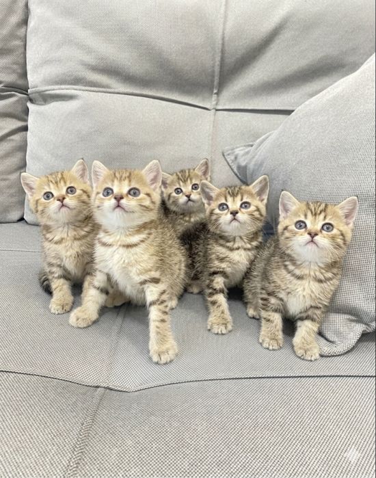 Продаются замечательные шотландские котята