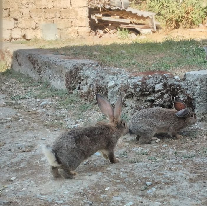 Куенлар сотилади