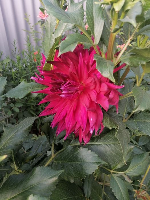 Георгины голландские!