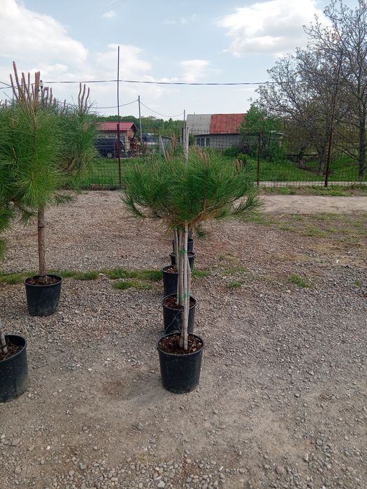 Globulari tuia leilandi