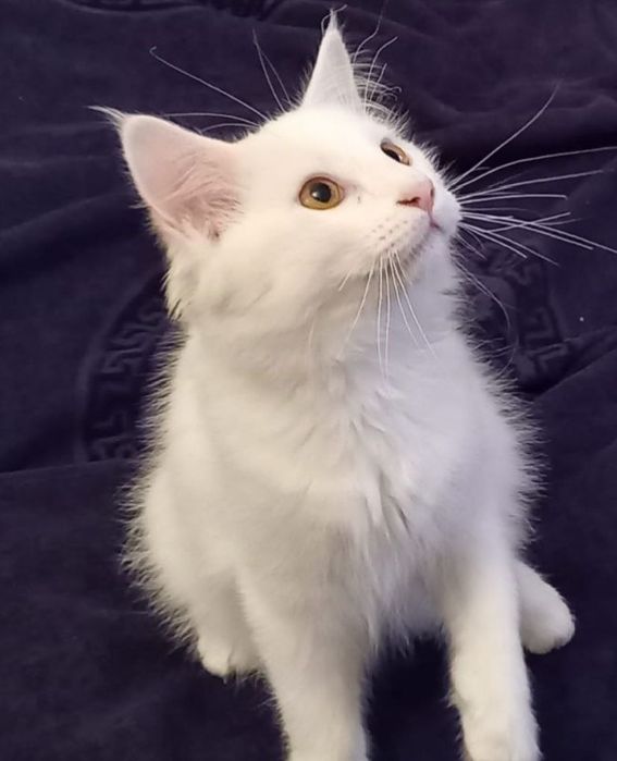 Готовы на продажу турецкий ангора