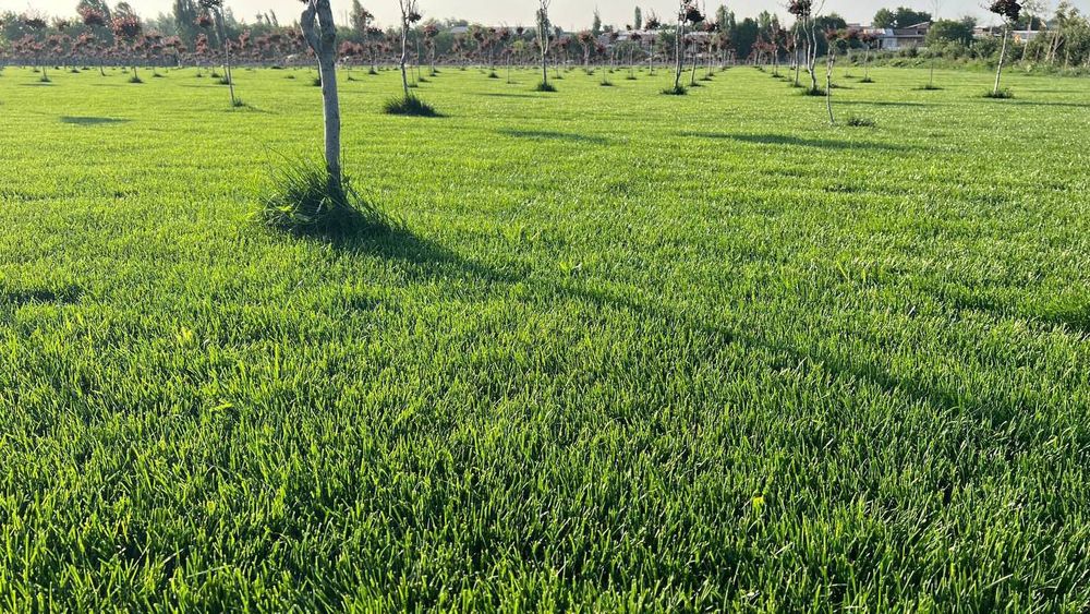 Газоны рулонные Дания.³³. Ландшафтный дизайн