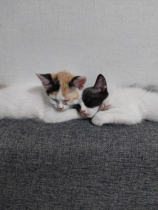 отдам котяттар новостройка