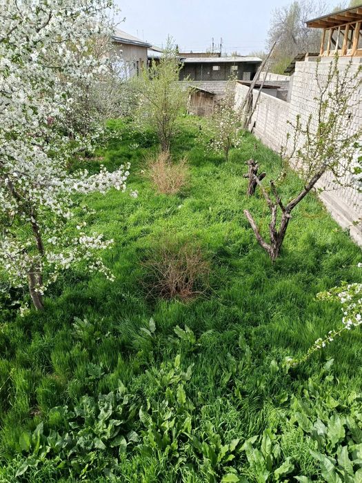 Srochna yer sotiladi zangiotada arzon narhda