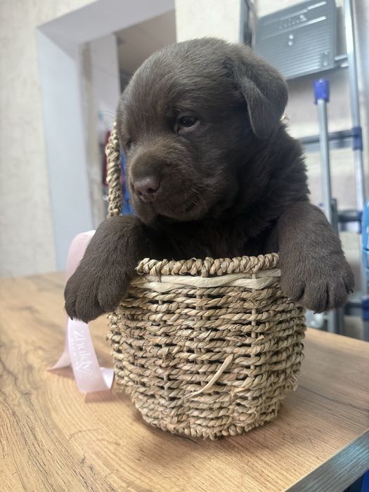 Шоколаданый лабрадор