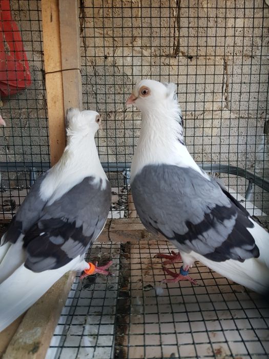 Porumbei jucători de Amara