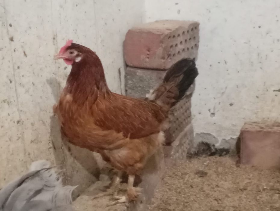 Продам домашних курей гусей и уток