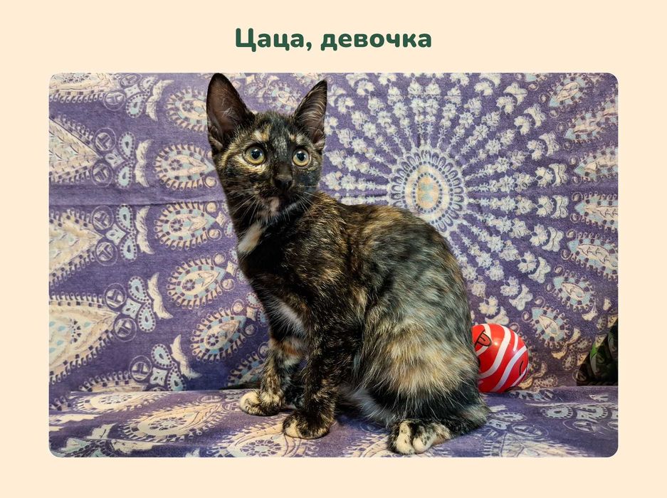 Отдам котят в добрые руки