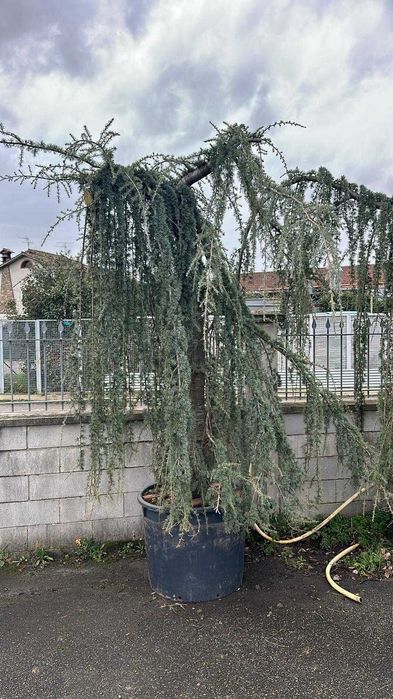 Mesteacani - Eleganță Naturală pentru Grădina Ta!