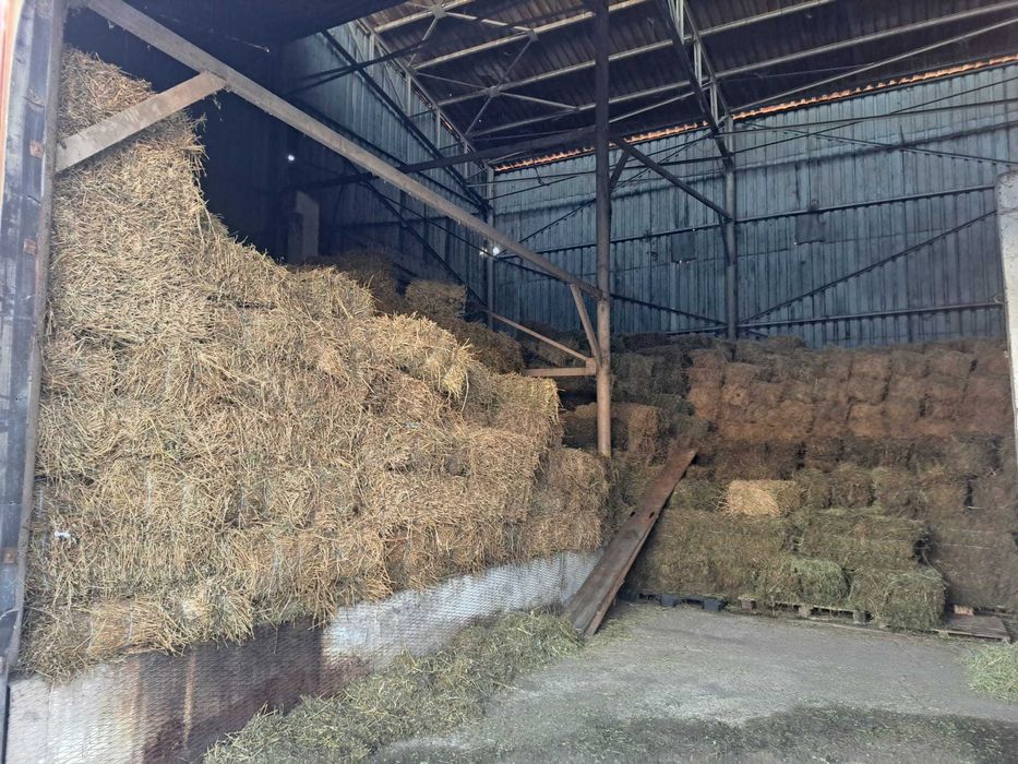 Vand lucerna coasa 1, 2 si 3 ,20lei,30lei si 35 lei balotul