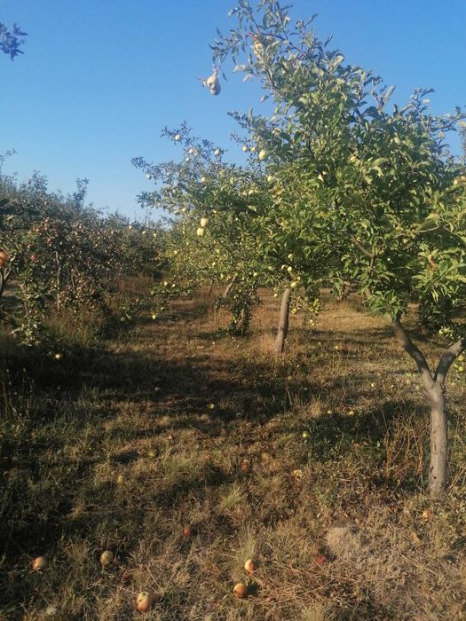 Vand mere bio pentru suc sau consum