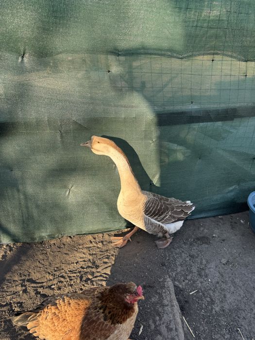 Gascan , (Lesesc Chinezesc)