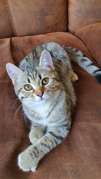 Котята шотландской вислоухой