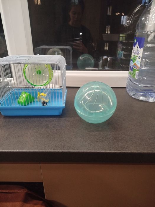 Хамяклар оиласи/Семья Сирийских Хомяков