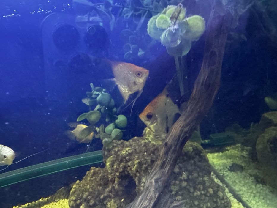 Продаем аквариум вместе со столом рыбками и всем что прилагается