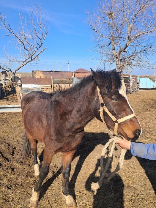 Кунан сатам мынгы жуас