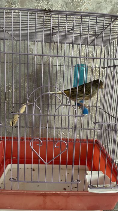 Kanareyka moda sotiladi