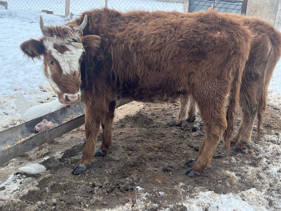 2 бас қашар сатылады